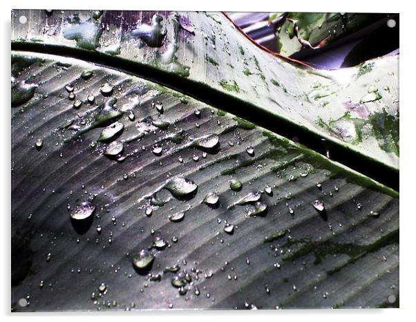  Water Droplets on a Leaf Acrylic by james balzano, jr.
