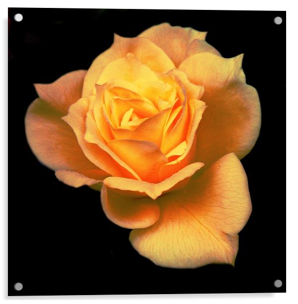 Softened Rose  Acrylic by james balzano, jr.
