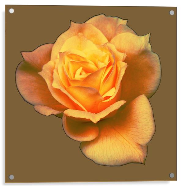  Subtle Soft Rose Acrylic by james balzano, jr.