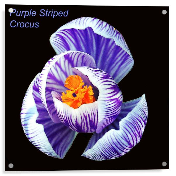  Purple Striped Crocus Acrylic by james balzano, jr.