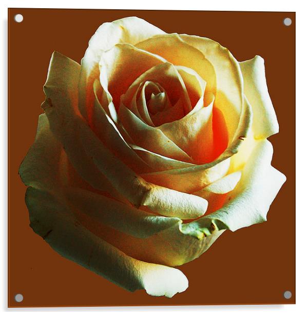 White Rose  Acrylic by james balzano, jr.