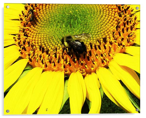  Bee on a Sunflower Acrylic by james balzano, jr.