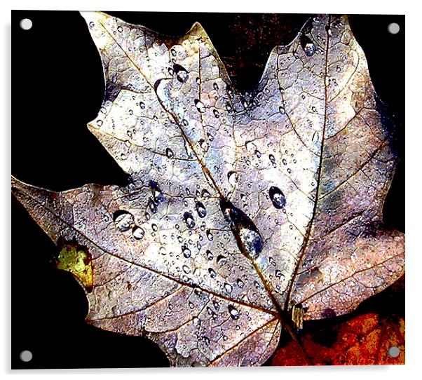 Maple Leaf Afloat  Acrylic by james balzano, jr.