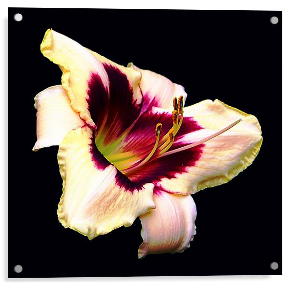 Gorgeous Lily   Acrylic by james balzano, jr.