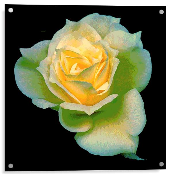  Multicolored Yellow Rose Acrylic by james balzano, jr.