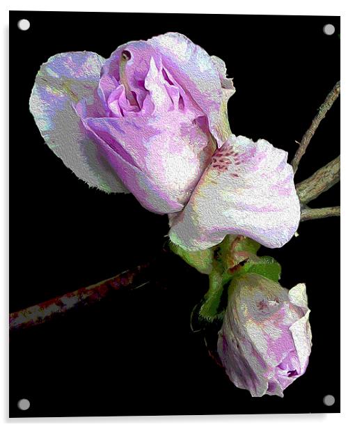 Azalea Buds Blossoming  Acrylic by james balzano, jr.