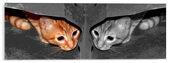 One Cat- Two Views Acrylic by james balzano, jr.