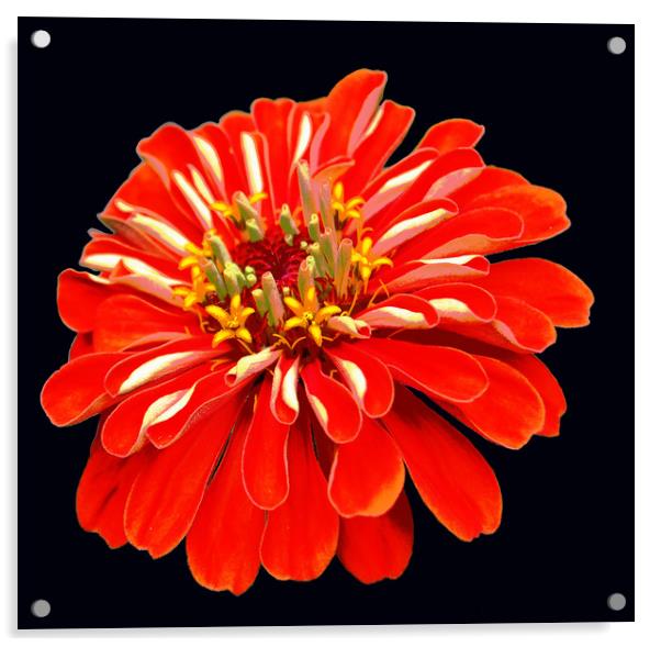 Brilliant Summer Flora Acrylic by james balzano, jr.