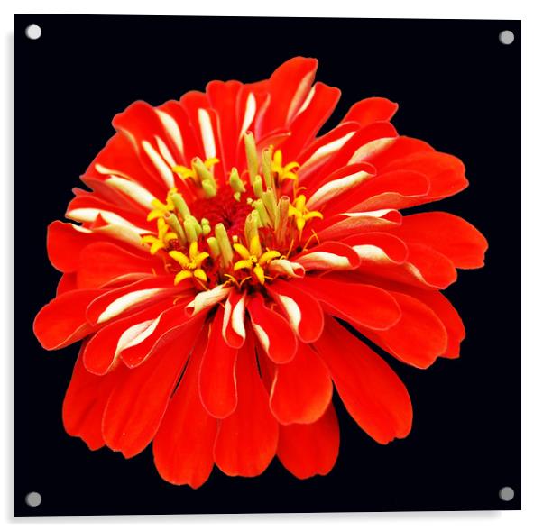 Close Up Flower Acrylic by james balzano, jr.