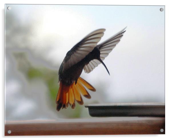 Striking Hummingbird Acrylic by james balzano, jr.