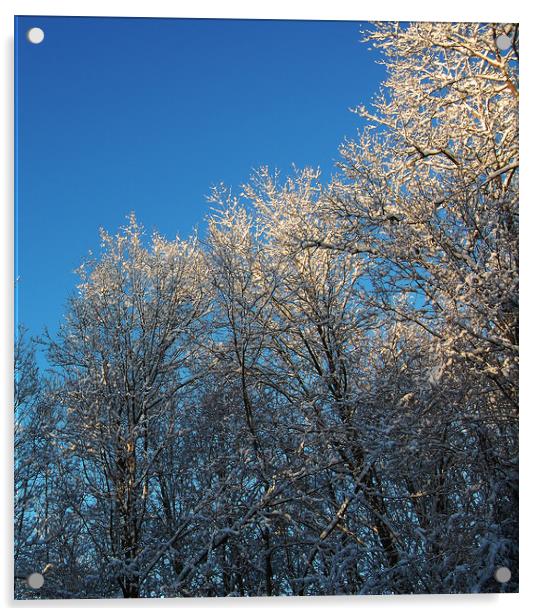 Light on Frozen Treetops Acrylic by james balzano, jr.