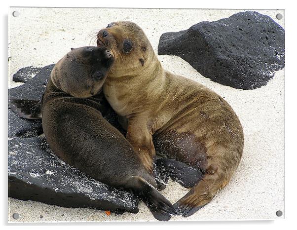A Pair of Sea Lion Pups Acrylic by tim bowron