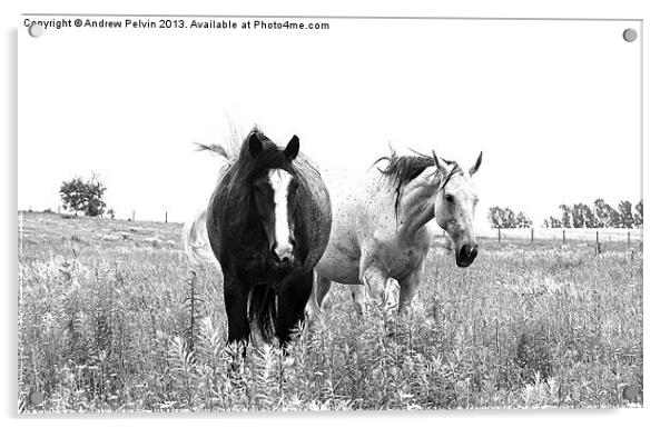 Wild Horses Acrylic by Andrew Pelvin