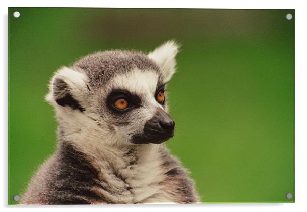 Lemur At London Zoo Acrylic by Kevin Dyer