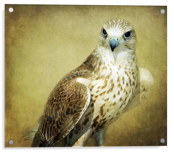 The Saker Falcon Stare Acrylic by Aj’s Images