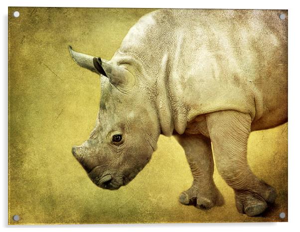 Baby Rhinoceros Acrylic by Aj’s Images