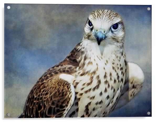 Saker Falcon Acrylic by Aj’s Images