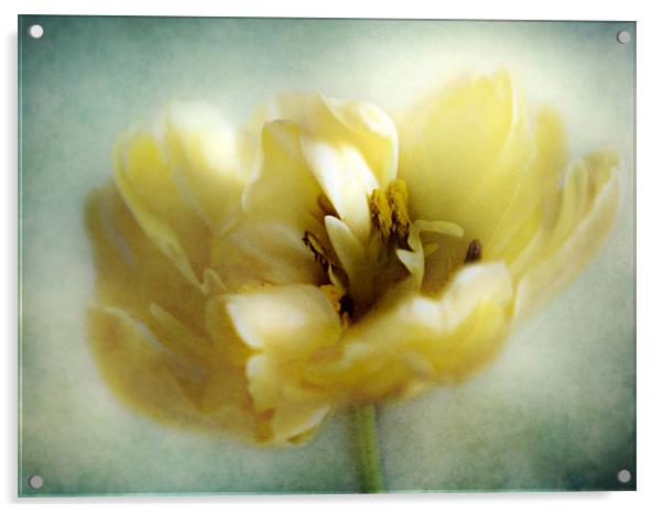 Yellow Tulip Acrylic by Aj’s Images
