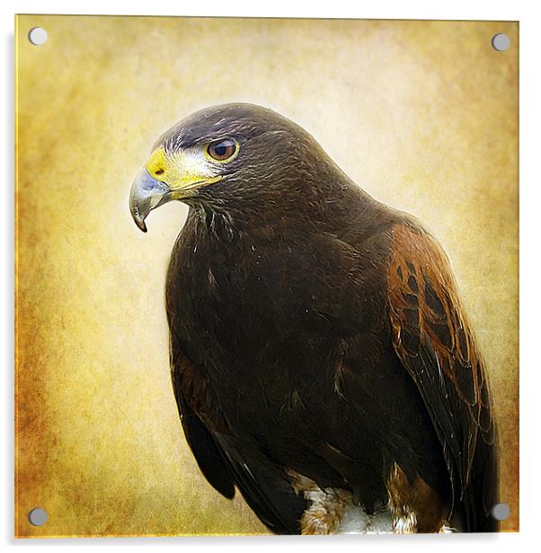 A Harris Hawk Acrylic by Aj’s Images
