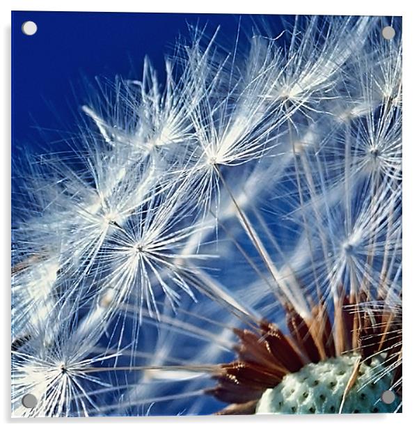 Dandelion Seeds Acrylic by Aj’s Images