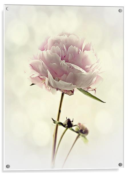 Perfect Peony Acrylic by Aj’s Images