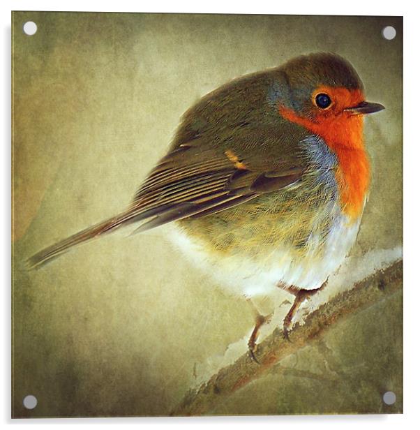 Robin Acrylic by Aj’s Images