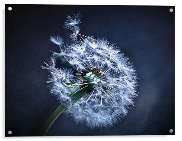 Dandelion Blues Acrylic by Aj’s Images