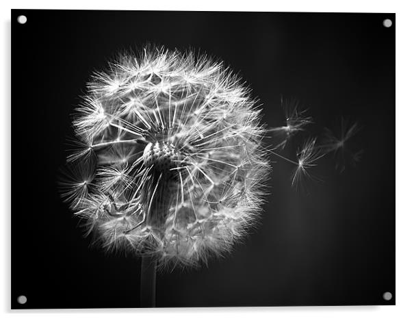Dandelion Whispers Acrylic by Aj’s Images