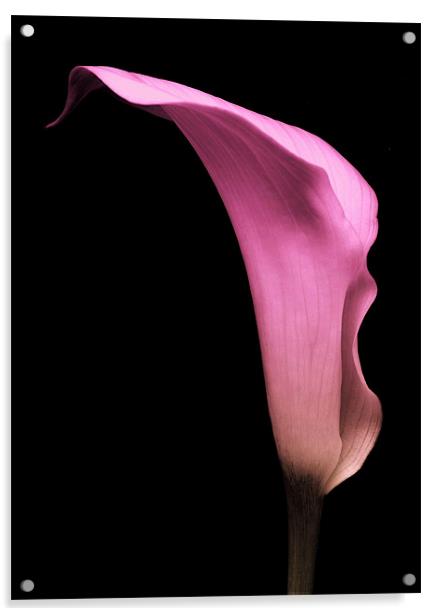 Pink Calla Lily Acrylic by Aj’s Images