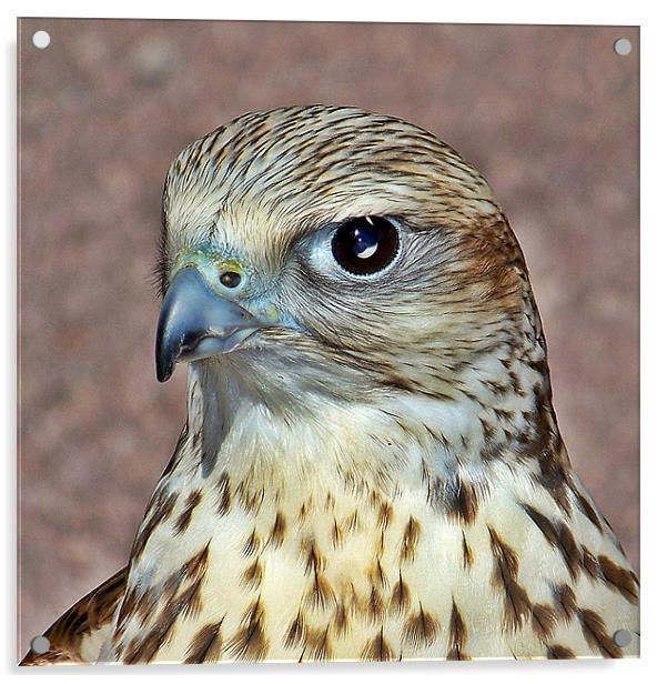 Saker Falcon. Acrylic by Aj’s Images