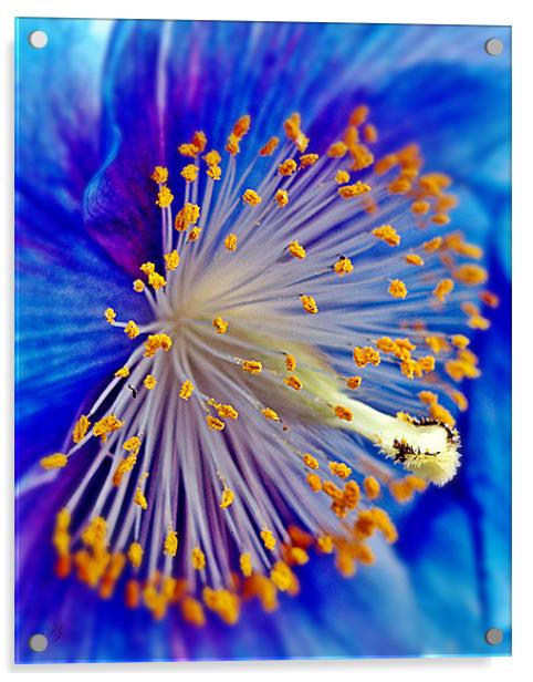 Blue Himalayan Poppy. Acrylic by Aj’s Images