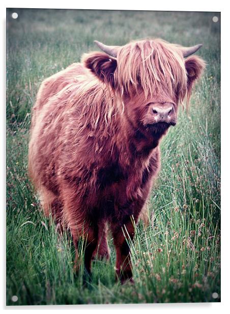 Highland Cow, Scotland. Acrylic by Aj’s Images
