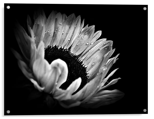 Sunflower Droplets In BW Acrylic by Aj’s Images