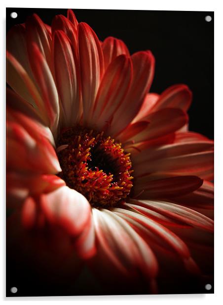 Two Toned Gerbera. Acrylic by Aj’s Images