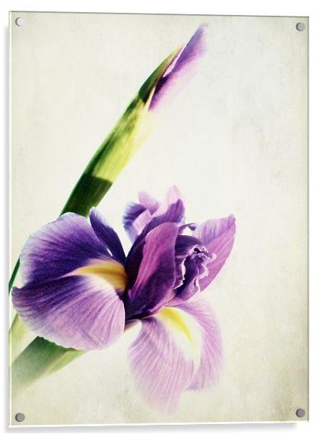 Purple Iris. Acrylic by Aj’s Images