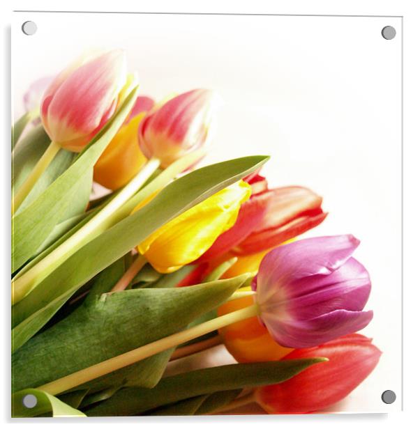 A Tulip Rainbow Acrylic by Aj’s Images