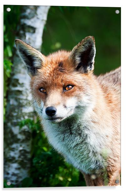 Foxy Face Acrylic by Stephen Mole