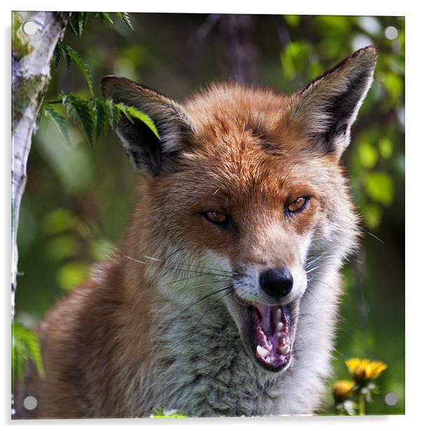 Red Fox Acrylic by Stephen Mole