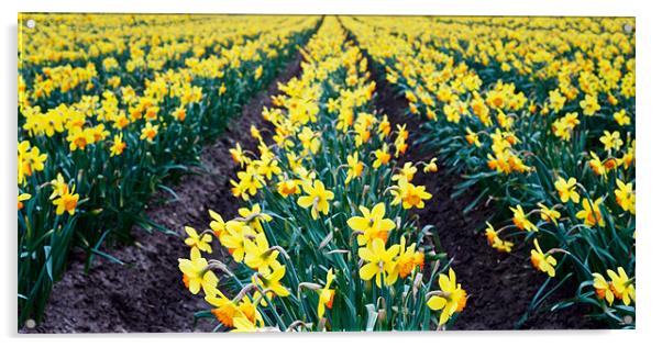 Field of daffodils Acrylic by Stephen Mole