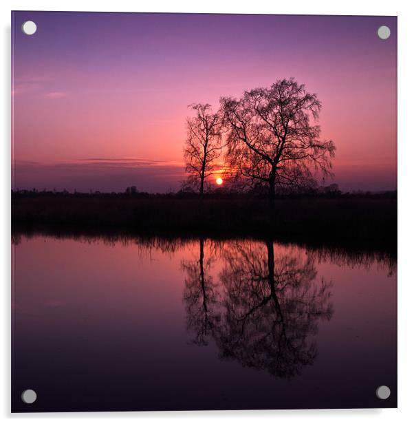 Tree Sunset Acrylic by Stephen Mole