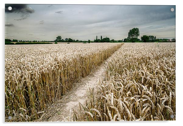 Wheatfield footpath Acrylic by Stephen Mole