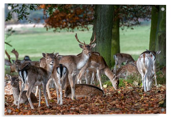 Fallow Deer at Holham Hall Acrylic by Stephen Mole