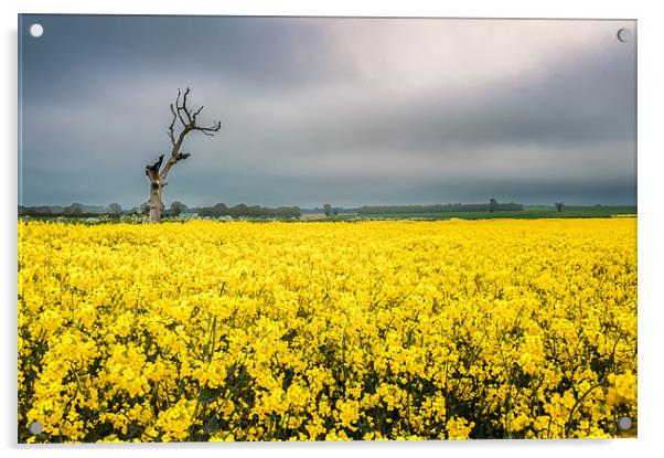Dead tree in oilseed rape field Acrylic by Stephen Mole