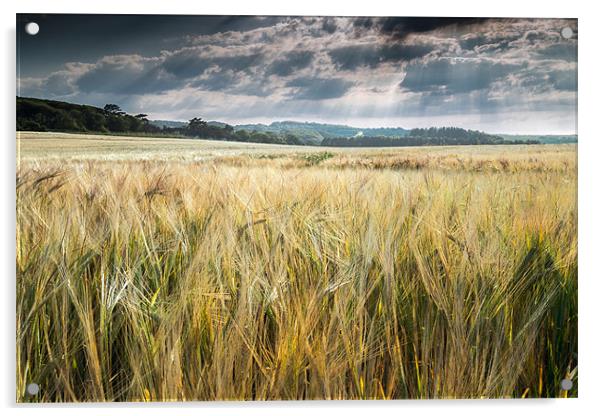 Field of Golden Barley Acrylic by Stephen Mole