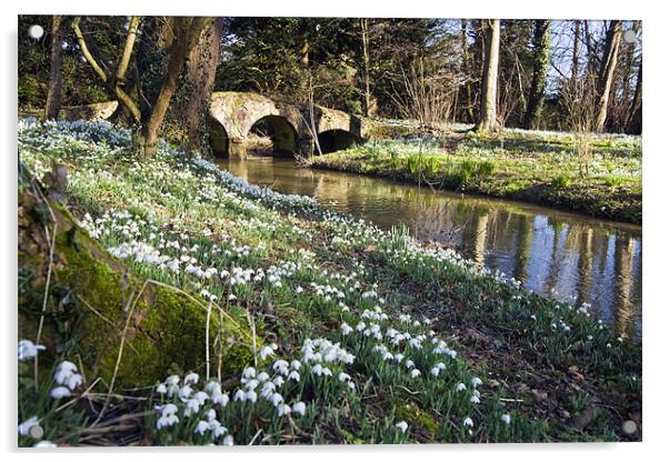 Snowdrops at Walsingham Abbey Acrylic by Stephen Mole