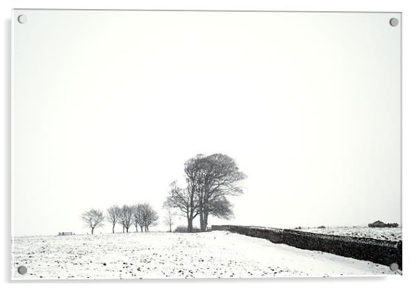 Trees in snow Acrylic by Stephen Mole