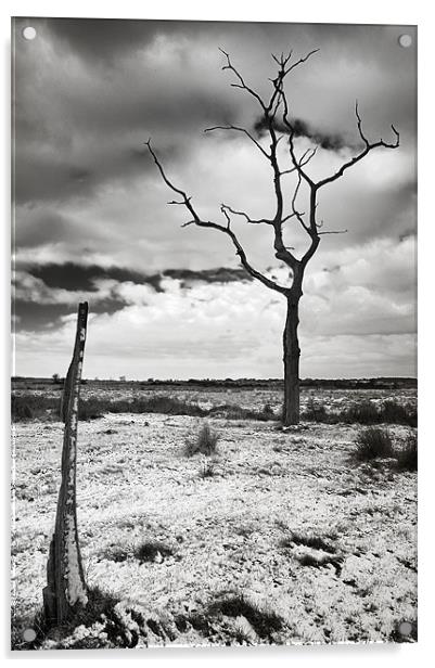 Lonely tree in the bleak mid winter Acrylic by Stephen Mole