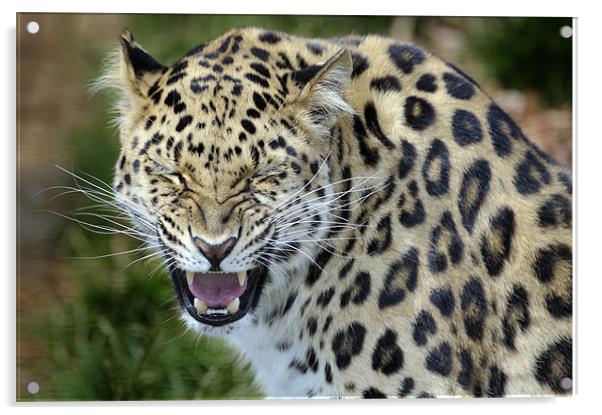 Xixi - Amur leopard Acrylic by Stephen Mole