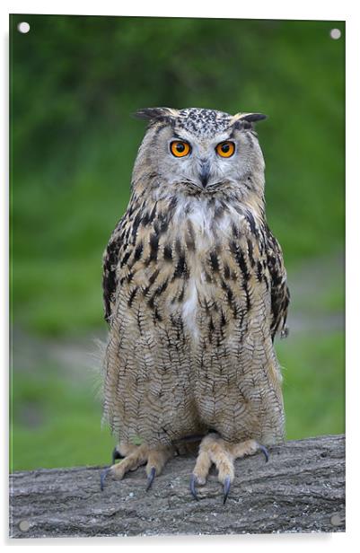 Eagle Owl Acrylic by Stephen Mole