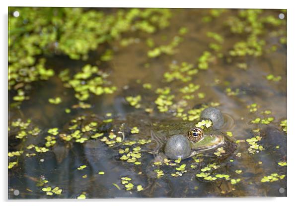 Marsh Frog Acrylic by Stephen Mole